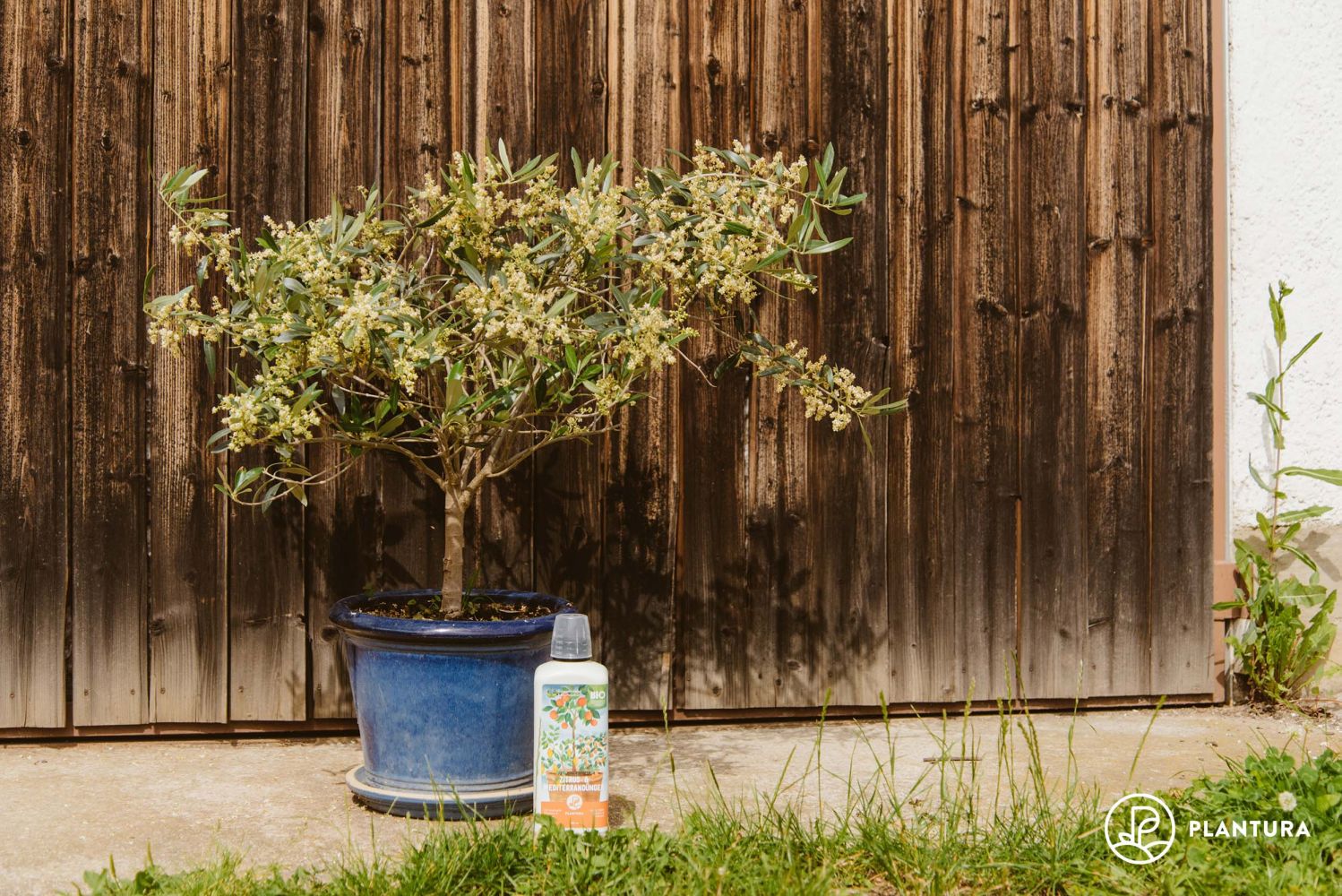 Feeding olive trees fertilising and plant food Plantura