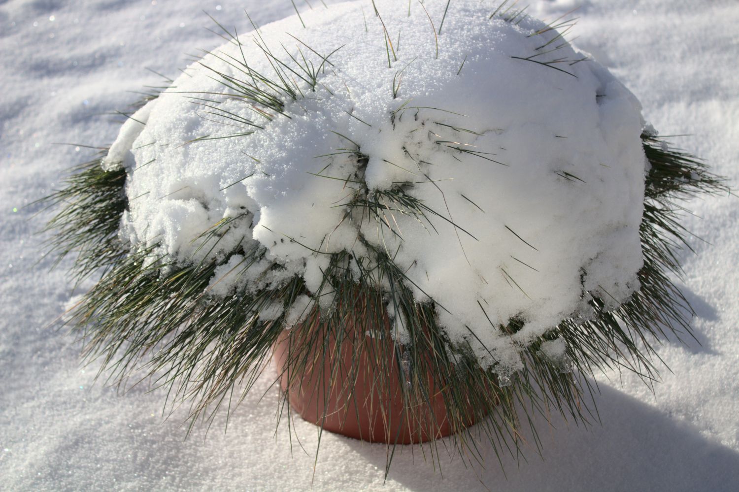 potted grass covered in snow