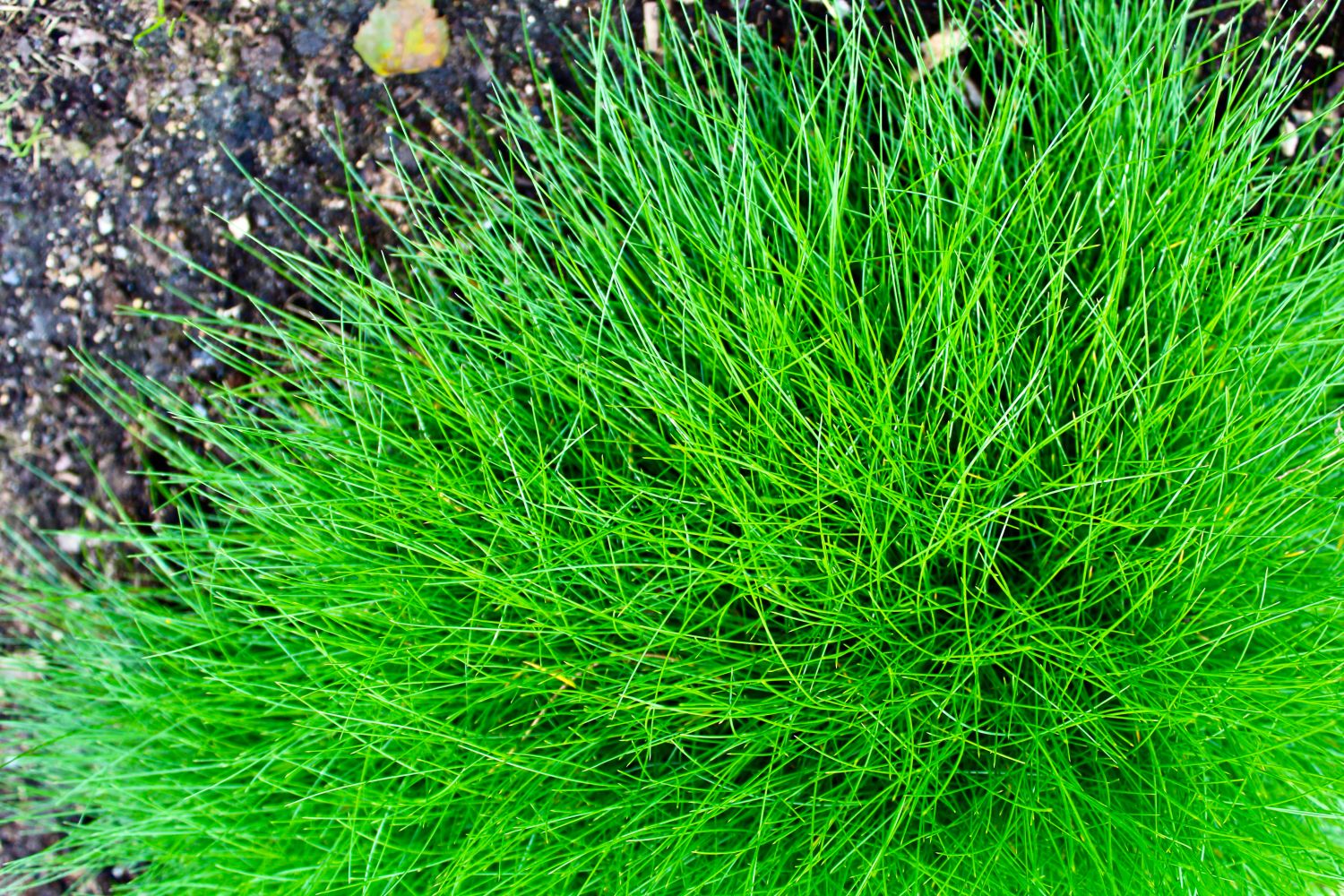 bright green clump of grass