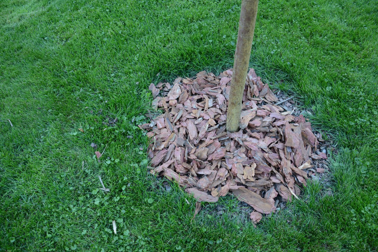 Flamingo tree planting, care & propagation Plantura