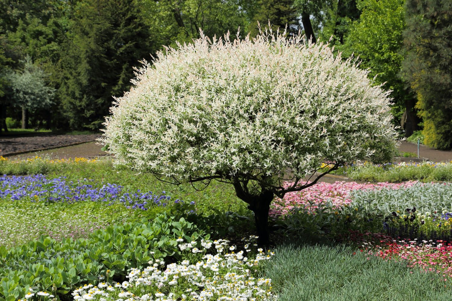 Flamingo Tree Plant