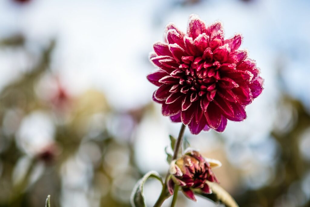 Frost covered dahlia