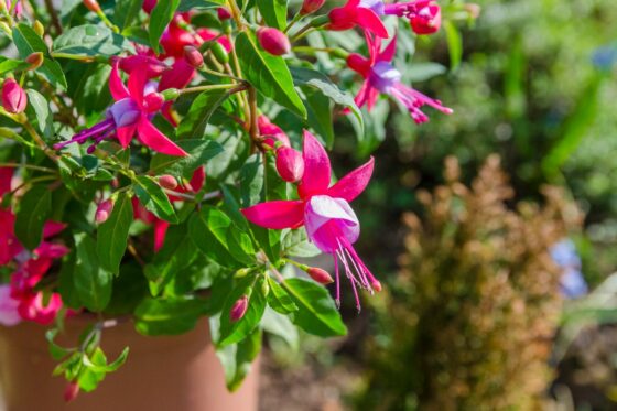Fuchsia care: watering, pruning & winter care
