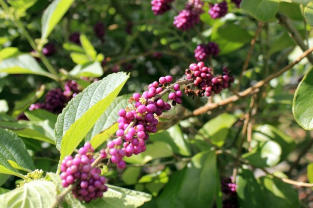 Light purple berries of the fuchsia