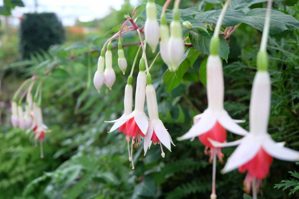 White and pink flowers of the fuchsia boliviana