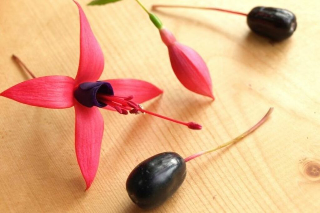 fuchsia flower and seeds