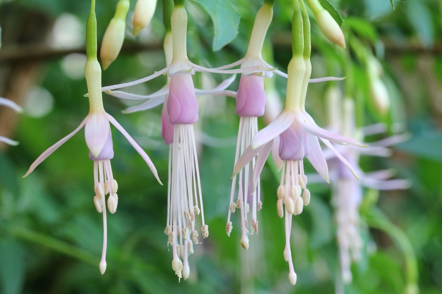 Types of fuchsias hanging & standing fuchsias Plantura