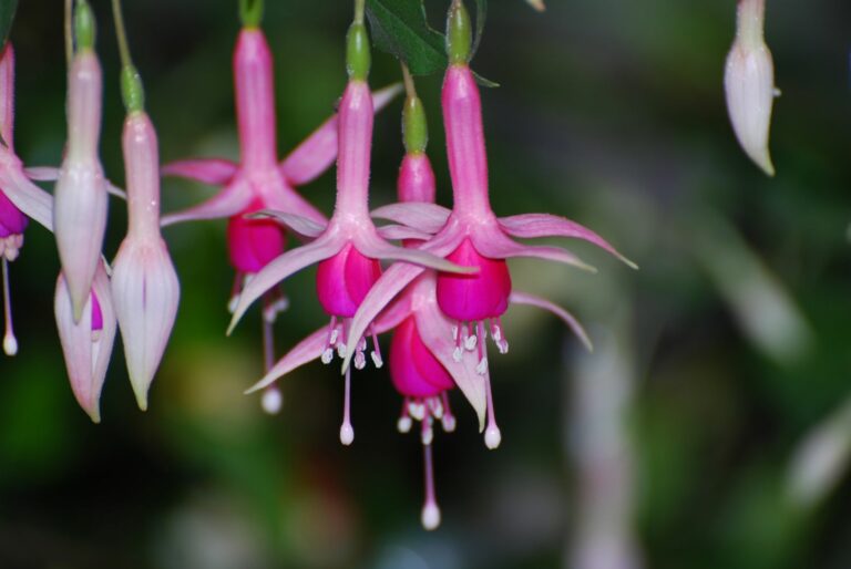 Types of fuchsias hanging & standing fuchsias Plantura