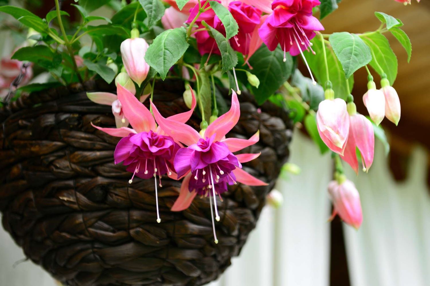 Types of fuchsias hanging & standing fuchsias Plantura