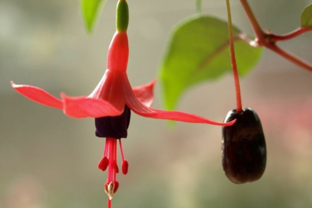 fuchsia seed growing next to flower