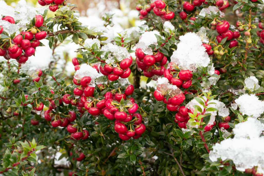 Gaultheria plant covered with snow