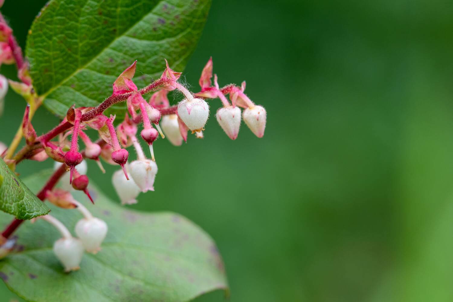 Gaultheria: everything about the shrub - Plantura