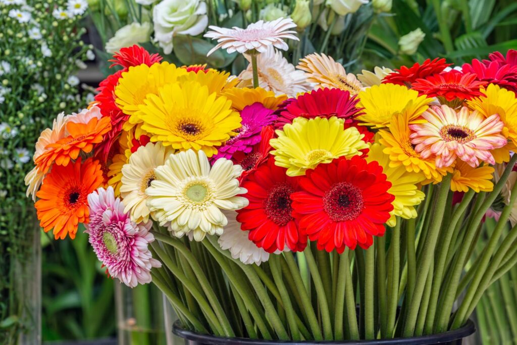 Cut gerbera of different colours