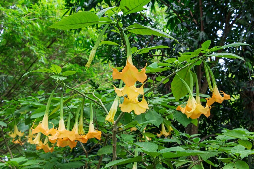 Yellow flowers of the golden angel's trumpet