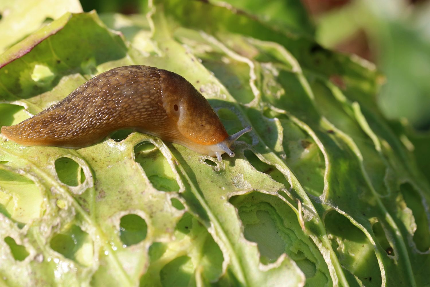 Slug eating a green leaf