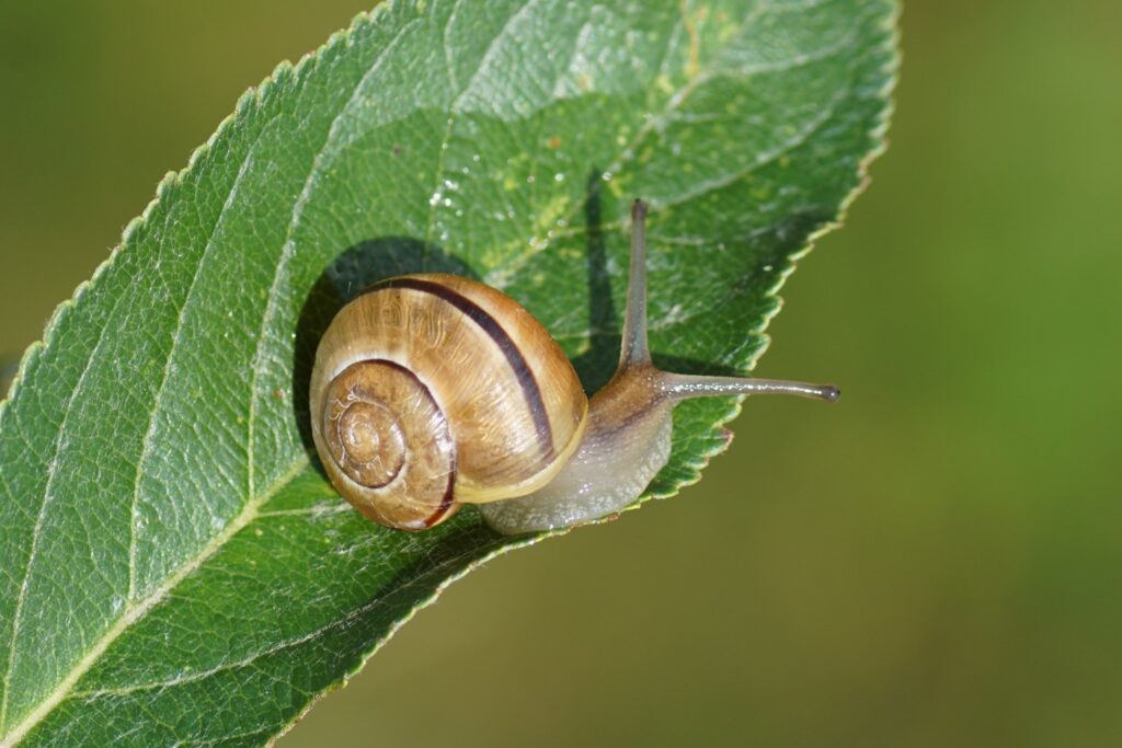 Grove snail on a leaf