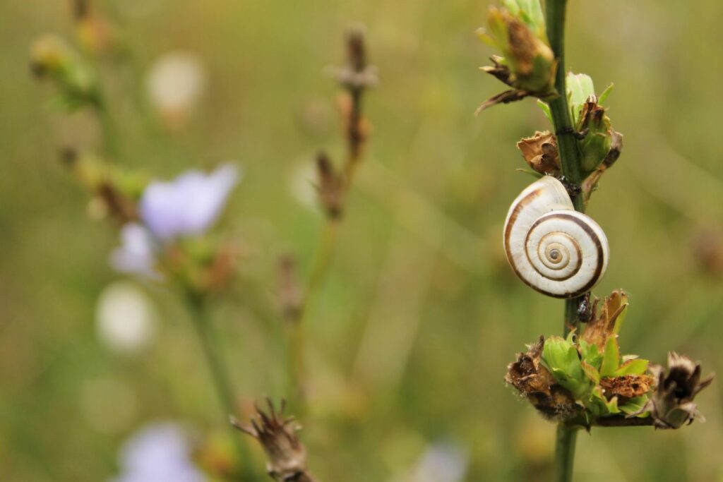 Garden snail on plant stem