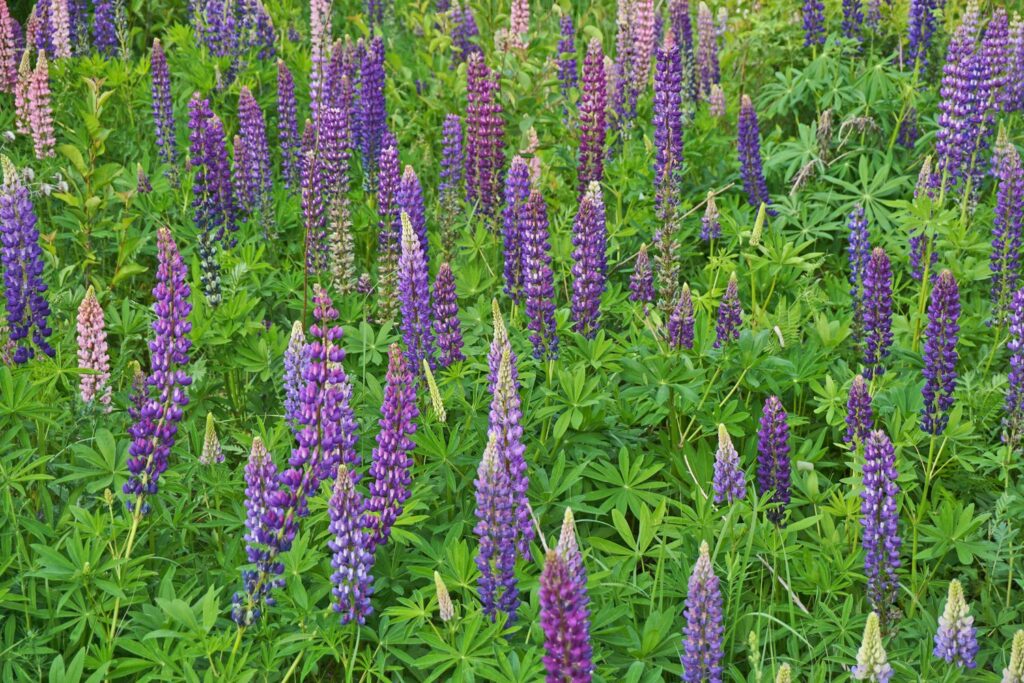 field of purple lupin flowers