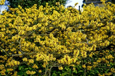 Planting witch hazel: expert instructions for planting