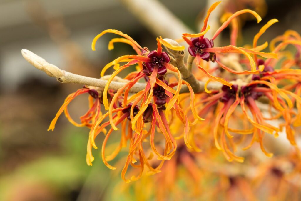 orange red witch hazel flowers