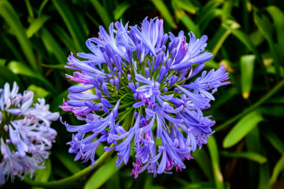 Overwintering agapanthus: tips for successful overwintering