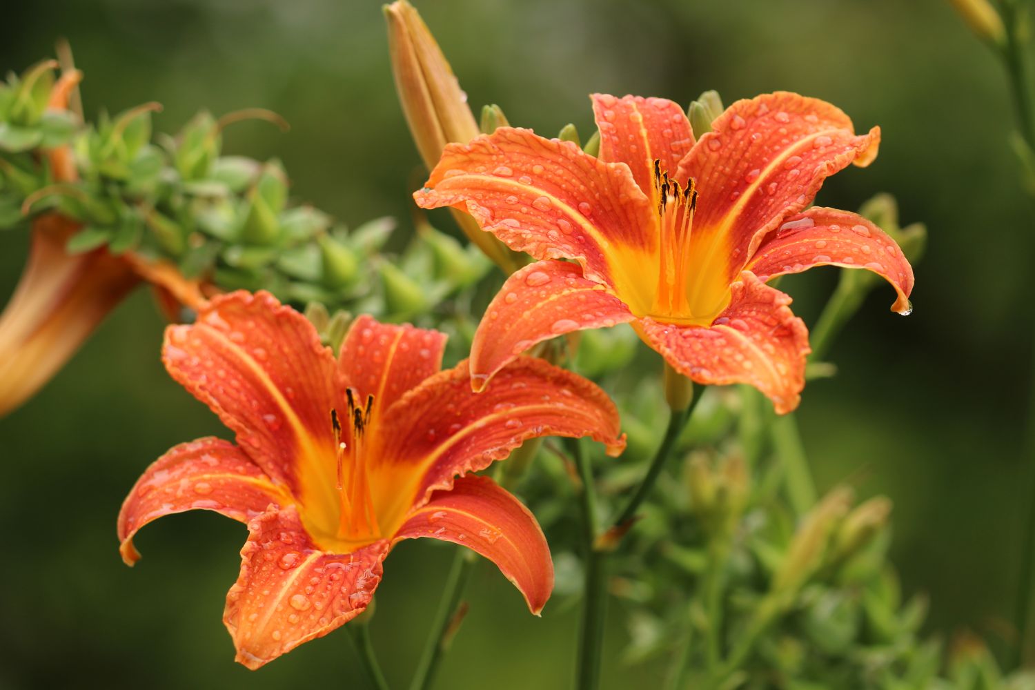 Orange daylily