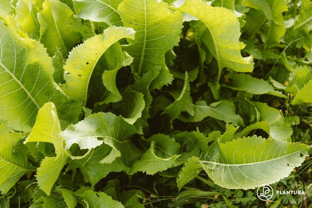 Horseradish plant