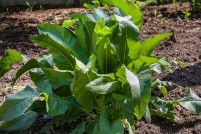 Planting horseradish in your own garden