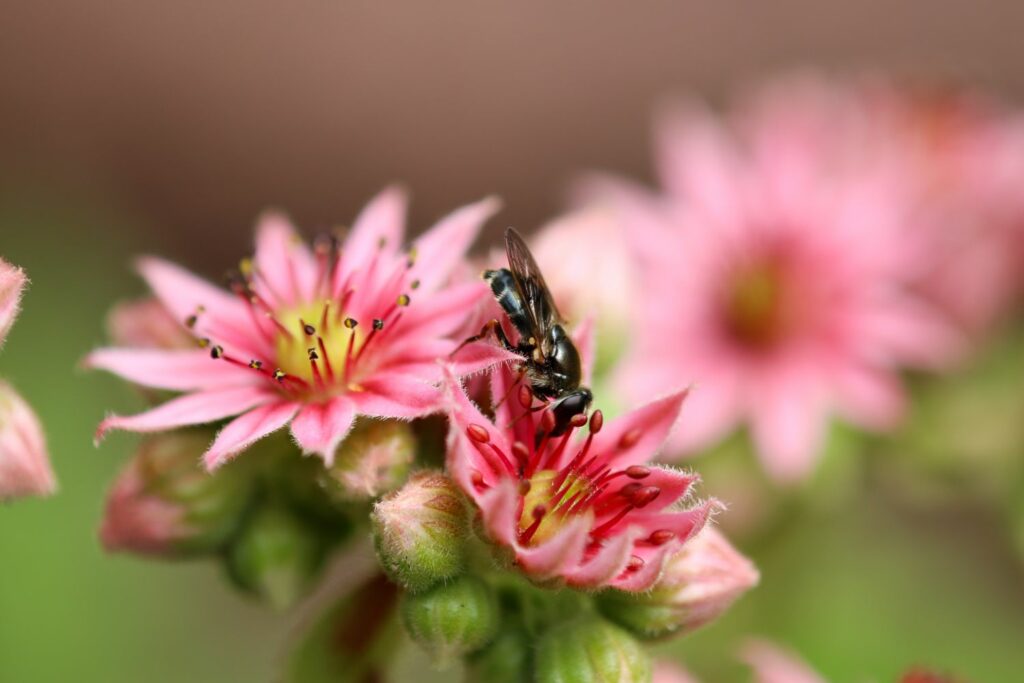 Wasp visting a houseleek flower