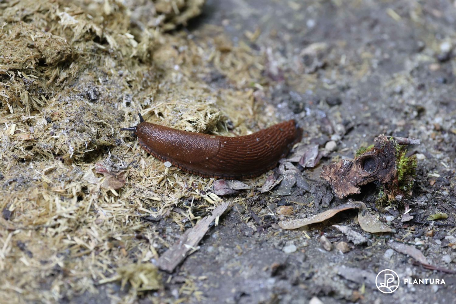 https://plantura.garden/uk/wp-content/uploads/sites/2/2022/08/how-to-get-rid-of-slugs.jpg