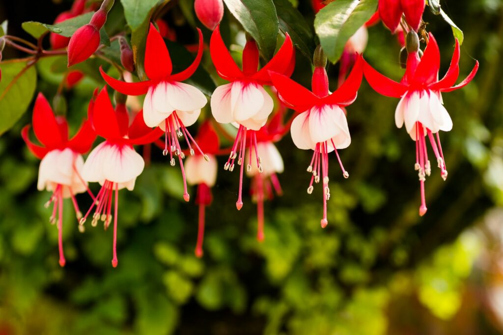 white and pink fuchsia flowers