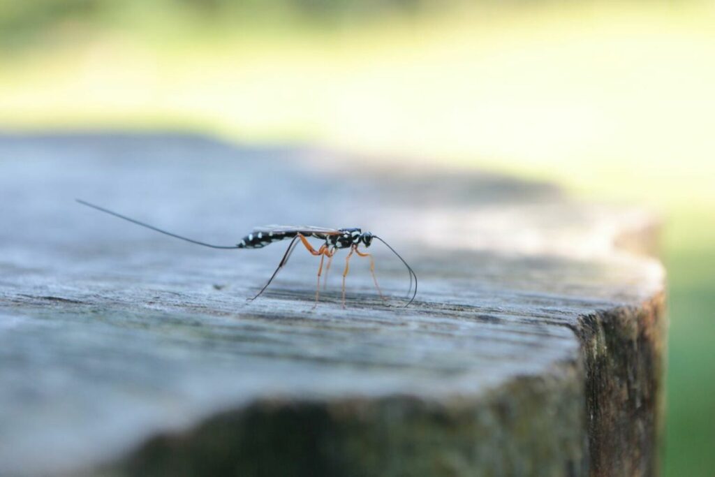 Ichneumon wasp resting on a log