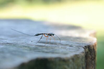 Everything you need to know about ichneumon wasps