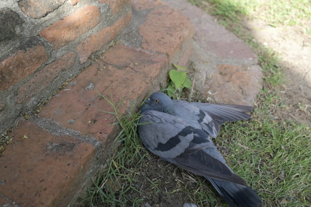 An injured pigeon by a wall