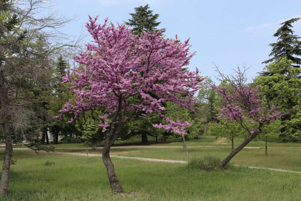 Judas trees together in a park