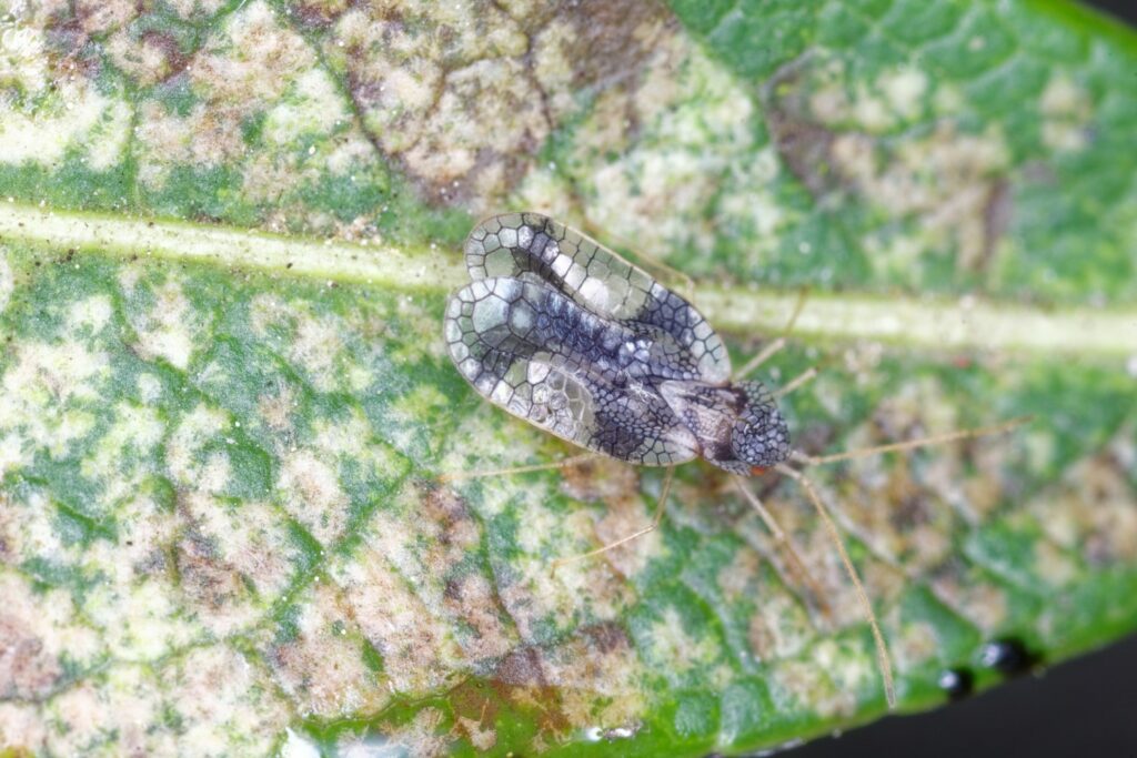 Lace bug on the pieris leaf