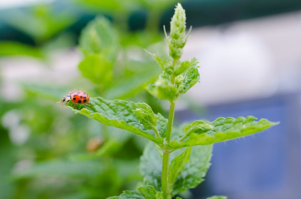 Red ladybird on mint
