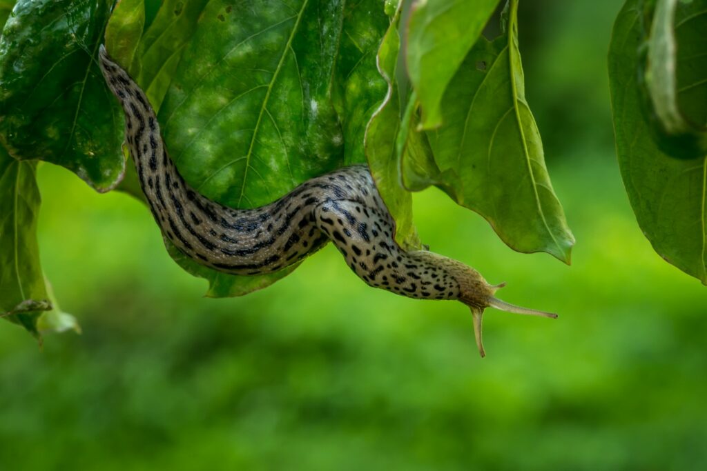 Leopard slug on a leaf