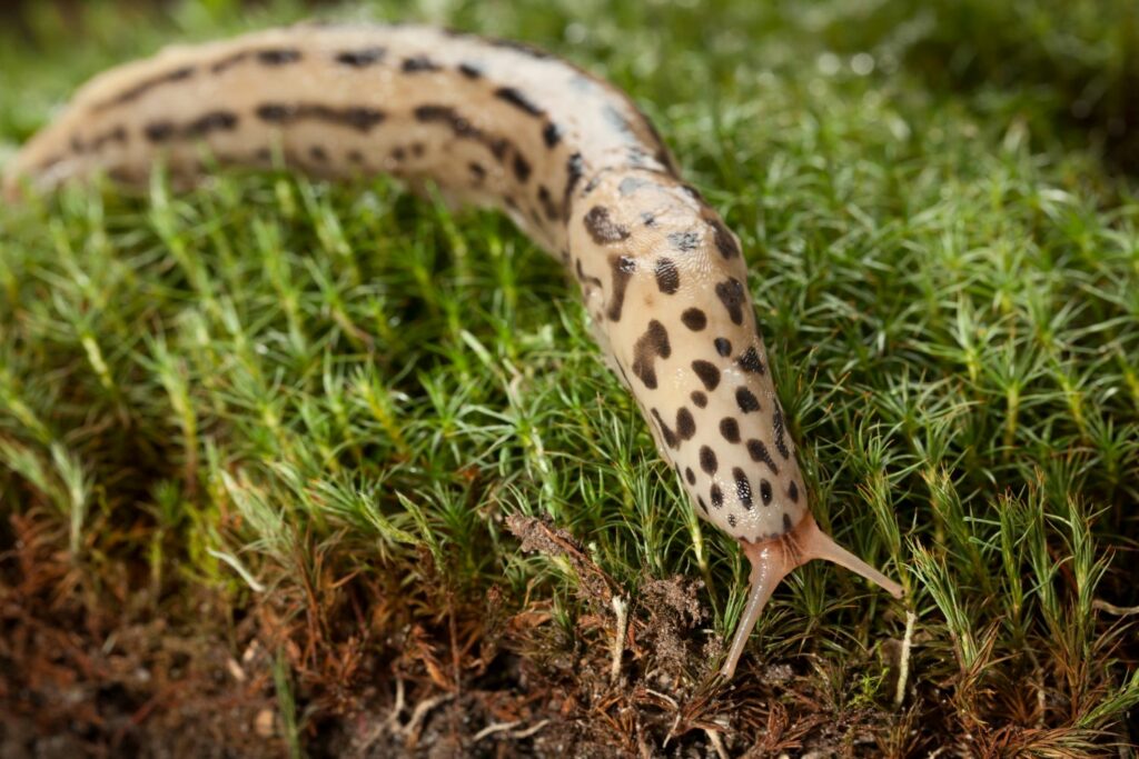 Leopard slug moving over plants