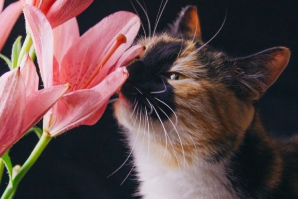 Cat sniffing a lily flower