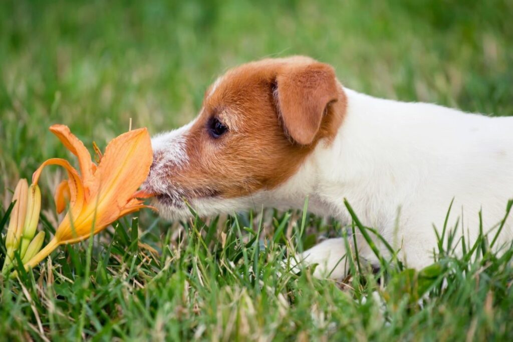 Dog sniffing a lily flower