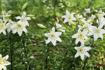 Lilies: all about planting & care