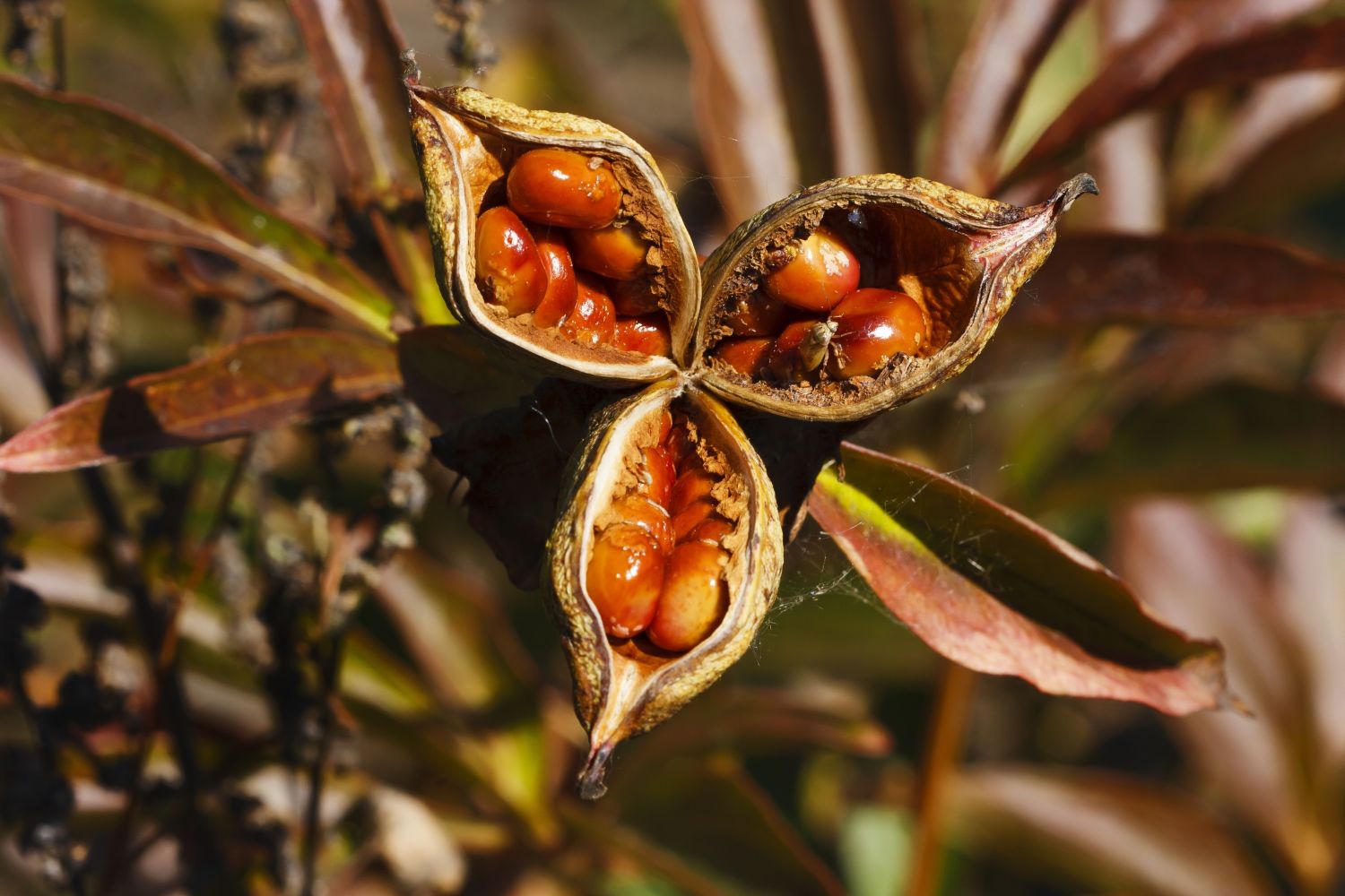 Lily seeds in pods