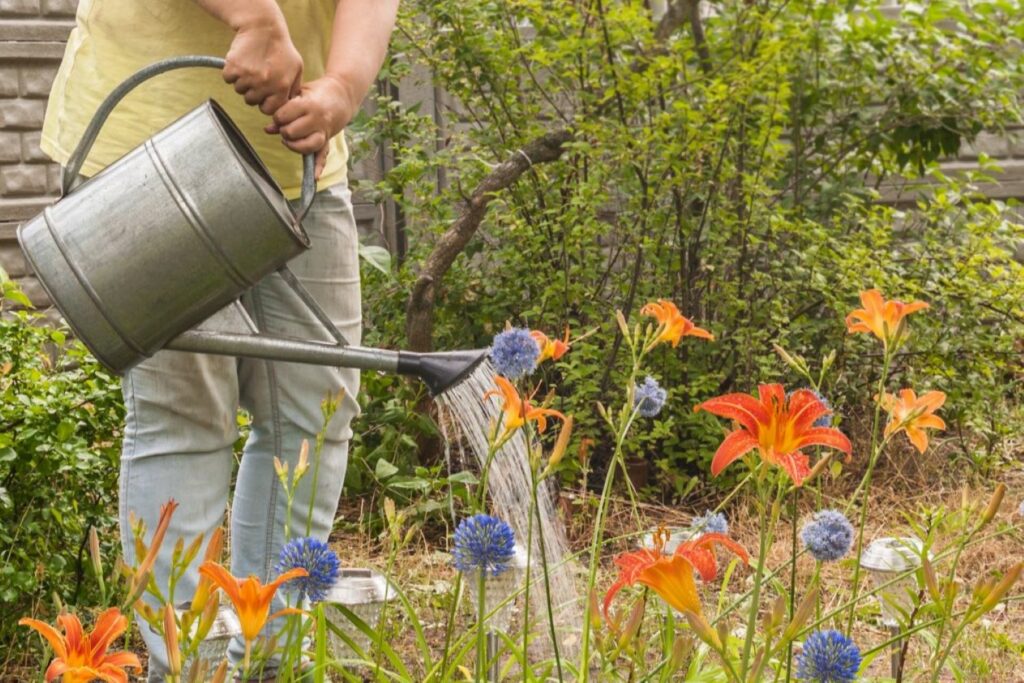 Lilies varieties, growing & plant care Plantura