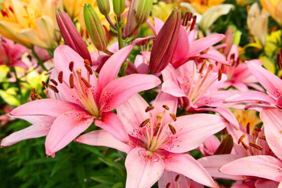 Lily plant care: watering, pruning & more