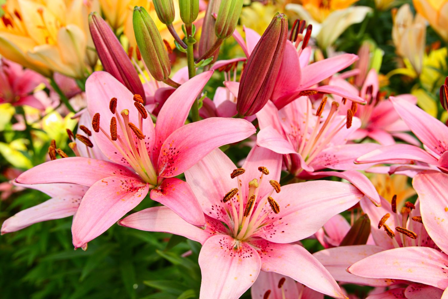 Thriving pink lilies
