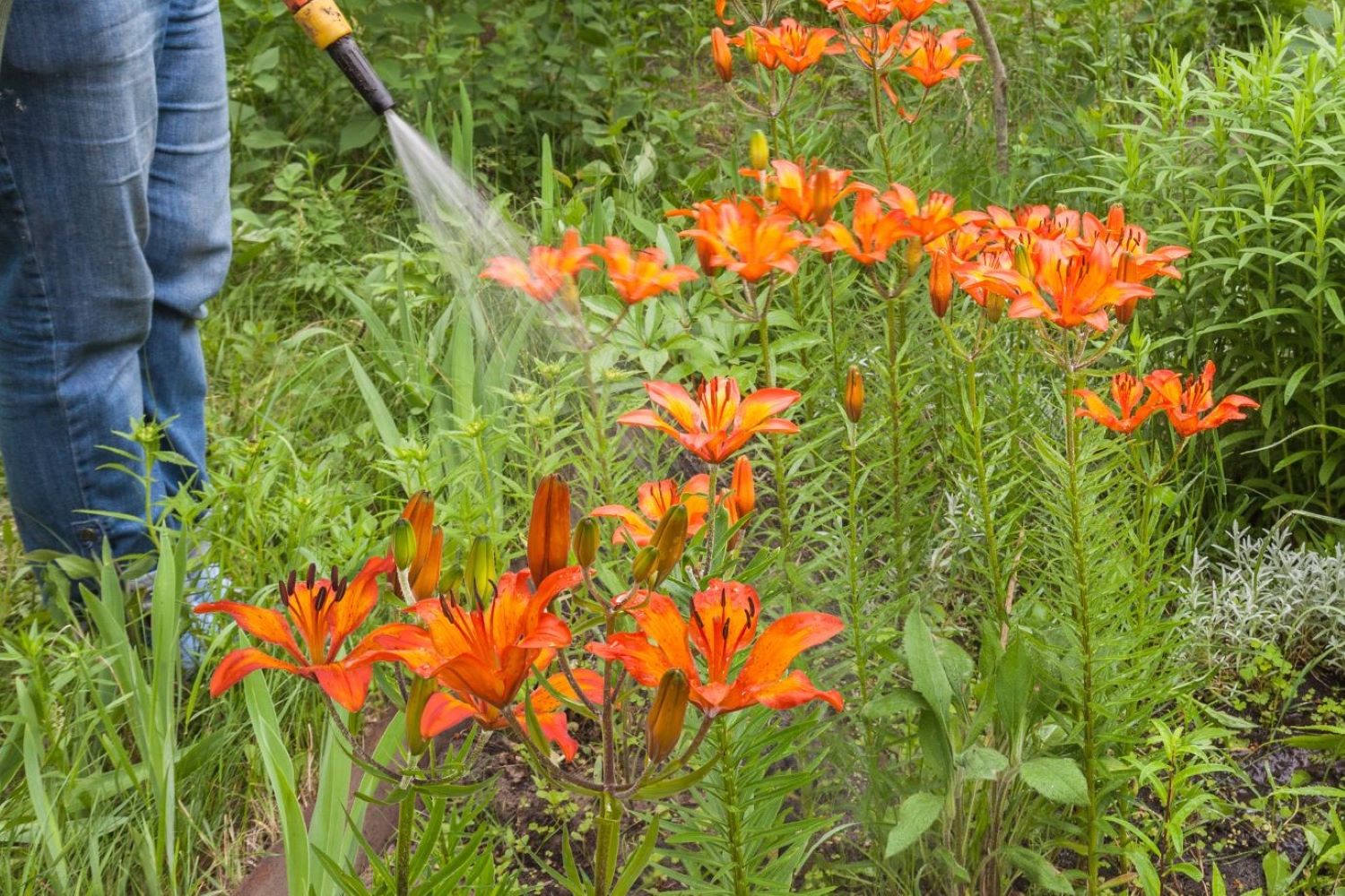 Lily plant care expert tips   Plantura