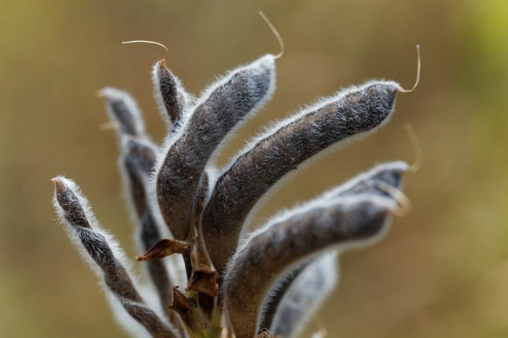 handful of lupin seed pods