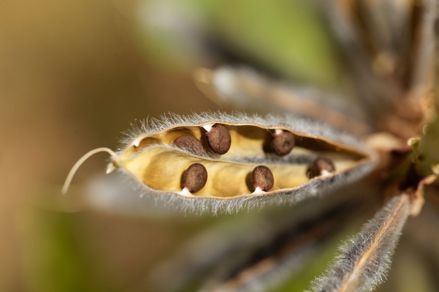 Are lupins poisonous? - Plantura