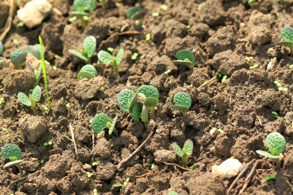 lupin seedlings breaking through soil